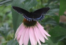 Cut blooms that will last