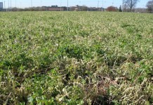 Bad news: Yes, it’s been a cold spring; good news: possibly less frost risk