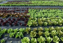 FDA coming to Ohio April 30 to listen to produce growers’ concerns