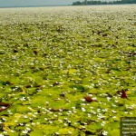 This flowering aquatic plant may look nice, but beware