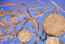 Save money on heating costs using switchgrass