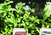 Herb gardens give many benefits Herb garden