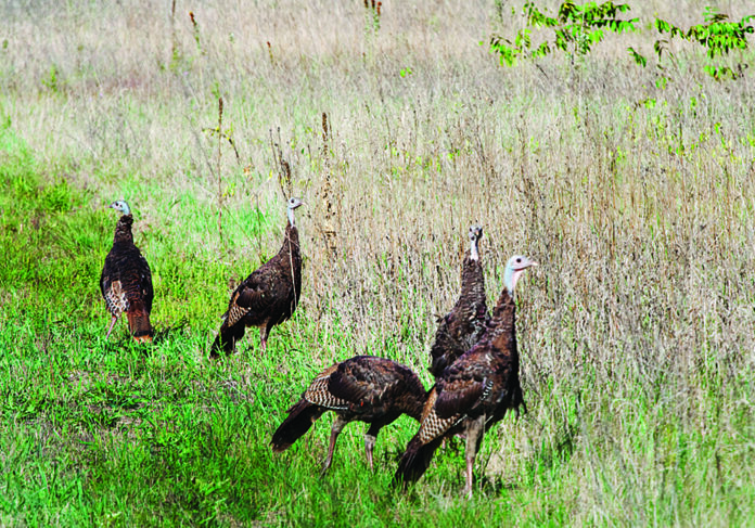 photo of turkeys