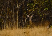 Enjoying nature and keeping pests out deer photo