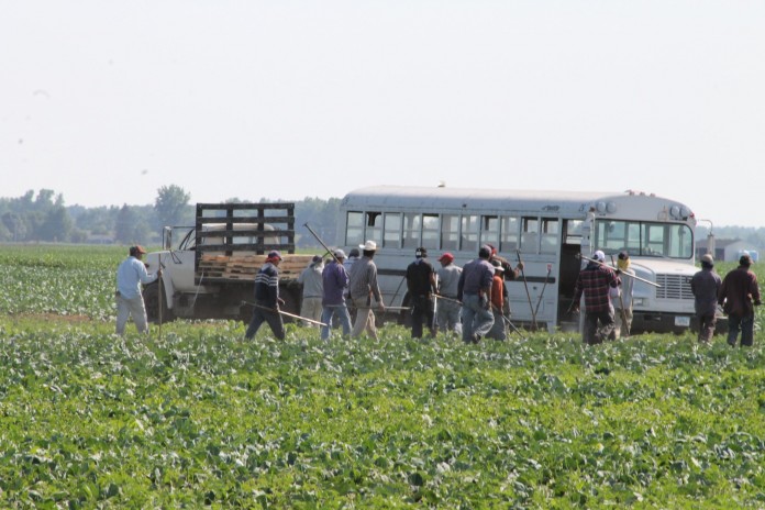 Immigrants working in field