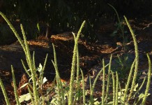OSU weed specialist: Do legwork to stop spread of herbicide-resistant weeds (Lynn Sosnoskie, UC-Davis, Calif., photo)