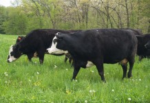 Results of beta-agonists complicated