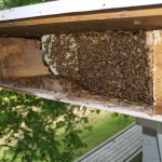 USDA and EPA: Report shows no definitive reason for honey bee colony collapse disorder