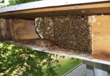 USDA and EPA: Report shows no definitive reason for honey bee colony collapse disorder