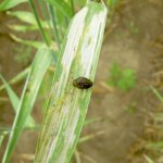 Cereal leaf beetle population on the rise