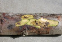 W. Va. closes borders to walnut plants from areas infected with Thousand Cankers Disease