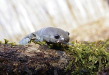 Vernal pools come to life in March salamander