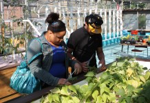 Youngstown school now offering aquaponics, growing opportunities