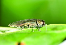 Good vibrations: Ky. research gives hope in fight against emerald ash borer emerald ash borer on leaf