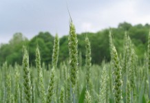 Let’s hope weather staves off wheat head scab in Ohio