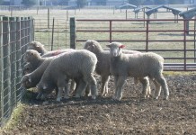 ‘FAMACHA’ training for sheep producers