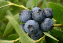 Blueberries profitable option in Ohio