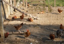 Backyard poultry takes more than just a little chicken feed