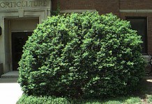 Reminder: Yew plant is poisonous and even fatal; 4-H’ers learn hard way