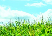 Renewable chemical ready for biofuels scale-up photo of a corn field