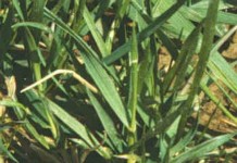 Intensive grazing takes management with a capital M