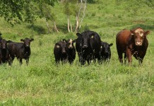 Top two at Eastern Livestock Co. sentenced to federal prison cattle in pasture