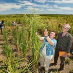 USDA: Mapping the way to even healthier rice