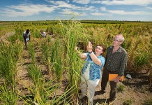 USDA: Mapping the way to even healthier rice