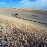 Monsanto describes find of genetically-engineered wheat as ‘suspicious’