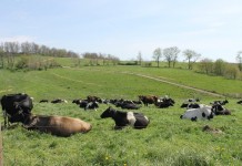 Grazing management after drought