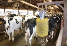 For a family dairy farm to succeed, someone needs to step up and lead dairy barn waiting area