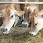 Pa. webinars offer dairy management strategies Jersey cow