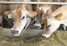 Pa. webinars offer dairy management strategies Jersey cow