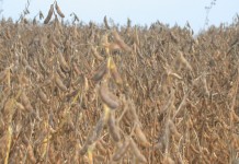 USDA: Corn stocks up 50%; soybeans, down 35%