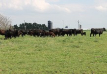 Cattle rustlers caught in Tuscarawas-Coshocton County scheme