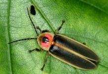 Delayed planting increases need to scout for pests