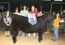 Harrison County Fair 2013 youth livestock auction results grand champion steer