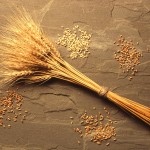 Wheat harvest delayed due to rain