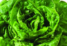 Here’s the scoop on lettuce lettuce