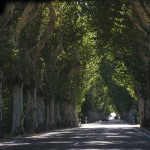 Want to stay cooler in the summer? Try shade trees trees along road