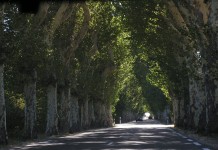Want to stay cooler in the summer? Try shade trees trees along road