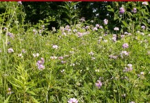 Crown vetch OK for most livestock, but can cause problems for horses