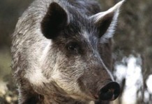 Michigan farmer fights to keep the hogs he raises feral swine