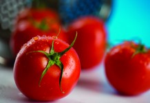 WVU celebrates anniversary with tomatoes