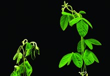 New drought-protecting chemical may be new tool in plant protection