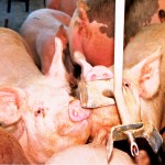 Ohio State lab working with PED swine virus to develop unique test