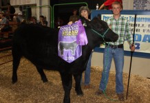 Carroll County 2013 youth fair livestock auction results