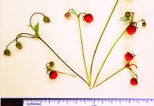 Newly discovered wild strawberry adds variety to commercial strawberries new strawberry species