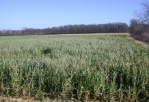 Implementing better conservation practices at home can inspire others Late-planted oats in December