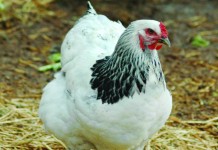 Poultry producers should step up biosecurity